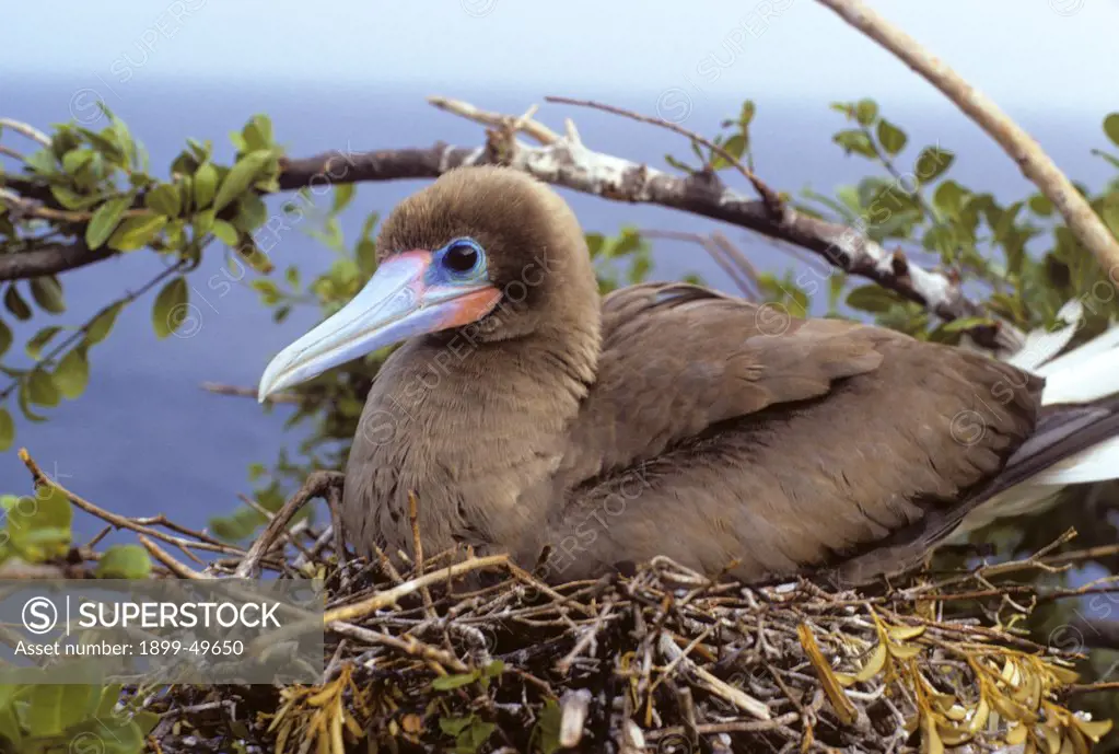 Brown color morph of the red-footed booby bird, on nest. Sula sula sula. North coast of Mona Island, Mona Passage, Commonwealth of Puerto Rico, USA.  See PRM-0111, the white color morph of this species.