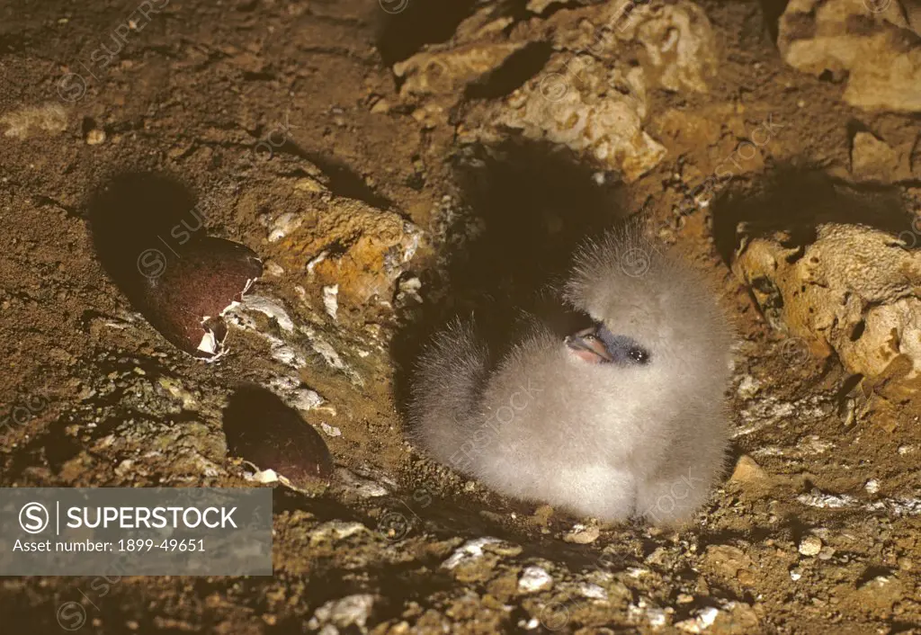 Newly hatched white-tailed tropicbird chick on the floor of a cave.  Phaethon lepturus catesbyi. Within two days this chick was discovered and eaten by a feral cat. Coastal cave on east side of Mona Island, Commonwealth of Puerto Rico, USA.