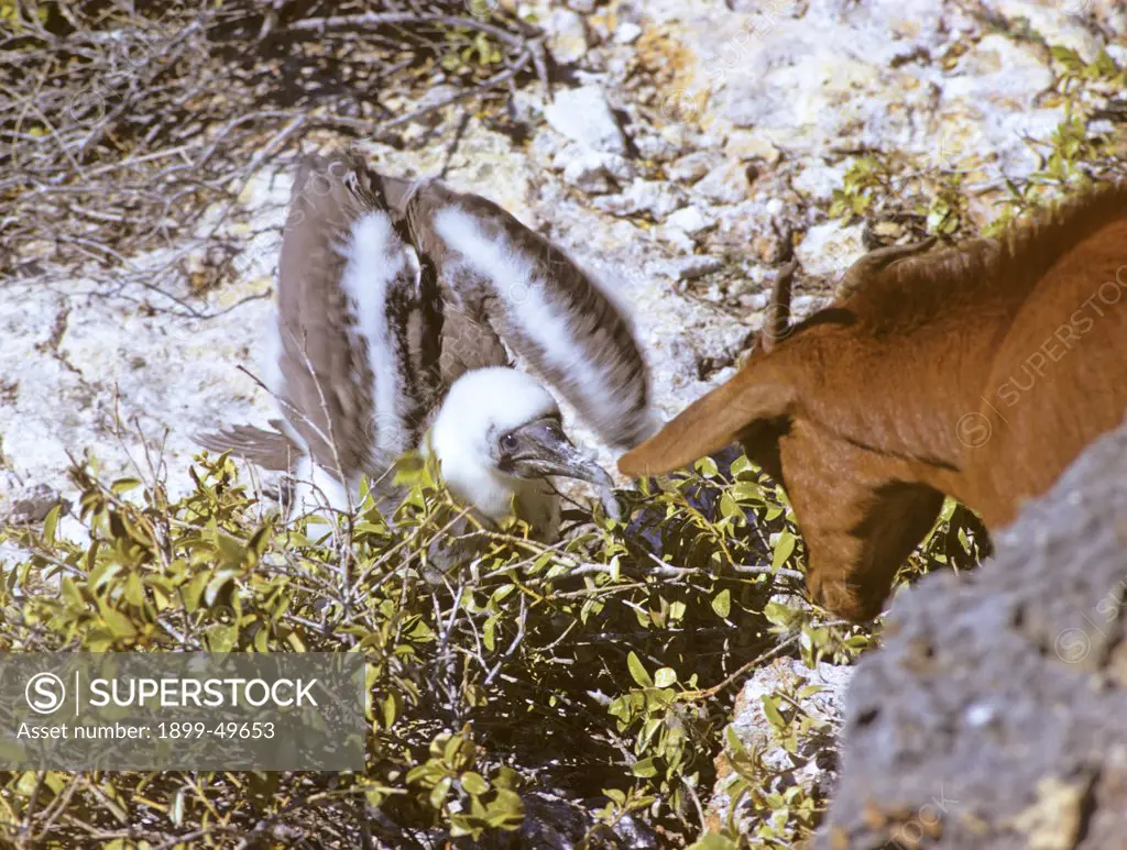 Brown booby bird chick jabs at a curious feral goat to defend itself. Sula leucogaster leucogaster. East coast of Mona Island, Commonwealth of Puerto Rico, USA.