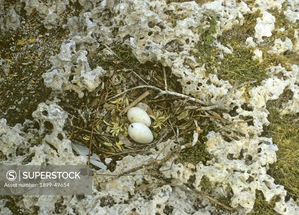 Simple brown booby bird nest of a few leaves and sticks and two eggs in a small depression in weathered limestone. Sula leucogaster leucogaster. North coast of Mona Island, Mona Passage, Commonwealth of Puerto Rico, USA.