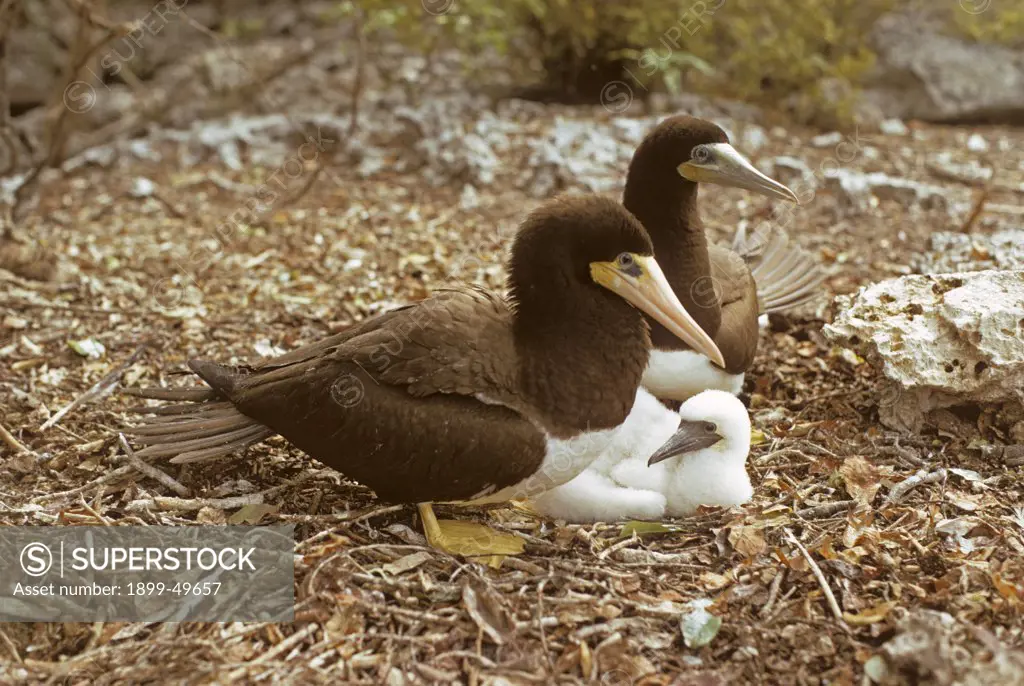 Nesting pair of brown booby birds with their downy chick. Sula leucogaster leucogaster. Female is in the foreground. Northeast coast of Mona Island, Mona Passage, Commonwealth of Puerto Rico, USA.