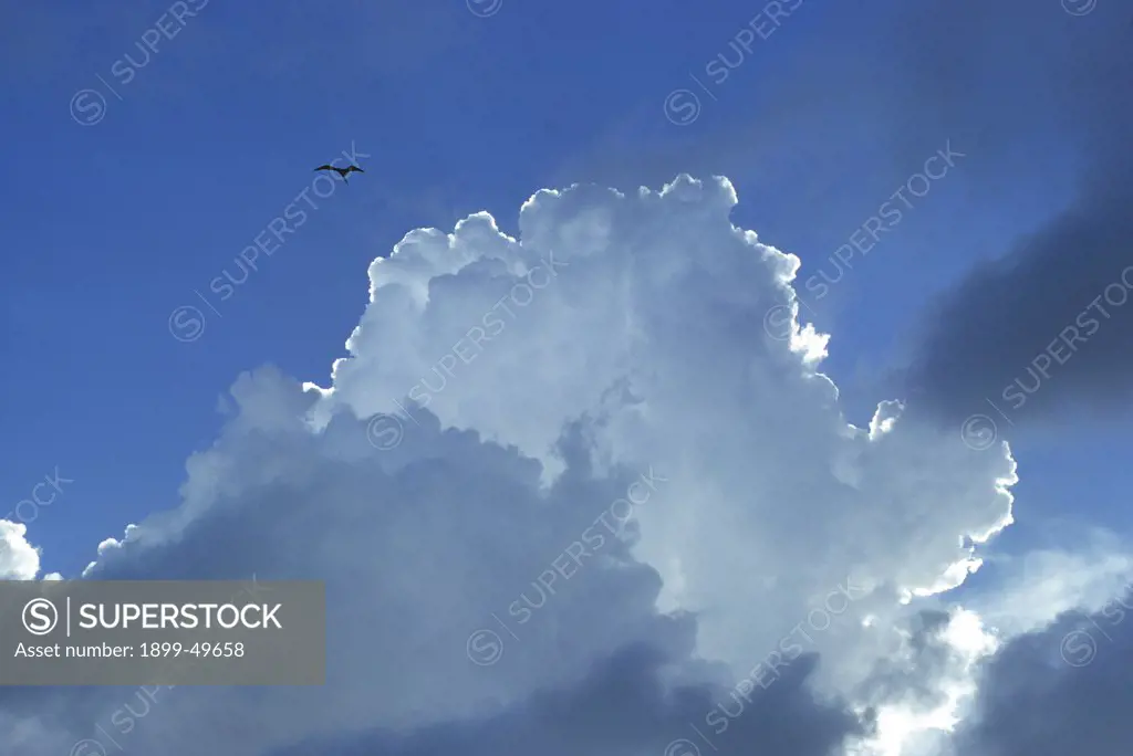 Magnificent frigatebird soaring in updrafts associated with cumulus congestus clouds. Fregata magificens. Mona Island, Mona Passage, Commonwealth of Puerto Rico, USA.