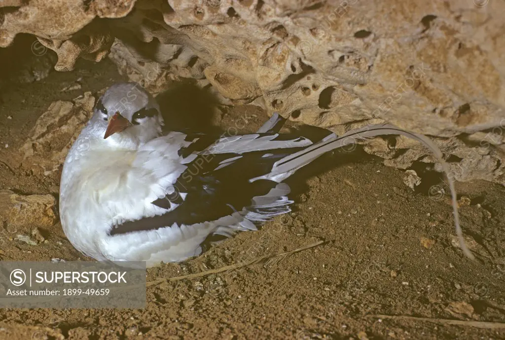 White-tailed tropicbird incubating an egg on the floor of a cave facing the ocean. Phaethon lepturus catesbyi. Mona Island, Mona Passage, Commonwealth of Puerto Rico.