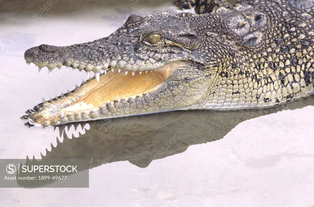 Saltwater crocodile, also known as estuarine crocodile, gaping. Crocodylus porosus. Native to the Old World tropics of southeastern Asia and northern Australasia. Crocodile Paradise, Singapore.