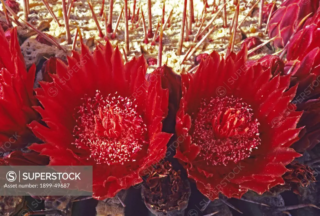 Close-up of flowering Emory's barrel cactus. Ferocactus emoryi. Synonym: Ferocactus covillei. Ranges from south-central Arizona to central Sonora, Mexico. Near Sasabe, Sonora, Mexico.