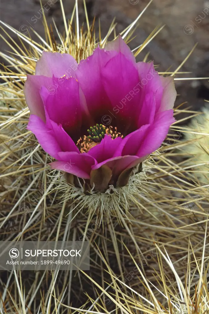 Flowering golden hedgehog cactus in the Sonoran Desert. Echinocereus nicholii. Synonym: Echinocereus engelmannii nicholii.  Pinacate Biosphere Reserve, Sonora, Mexico.