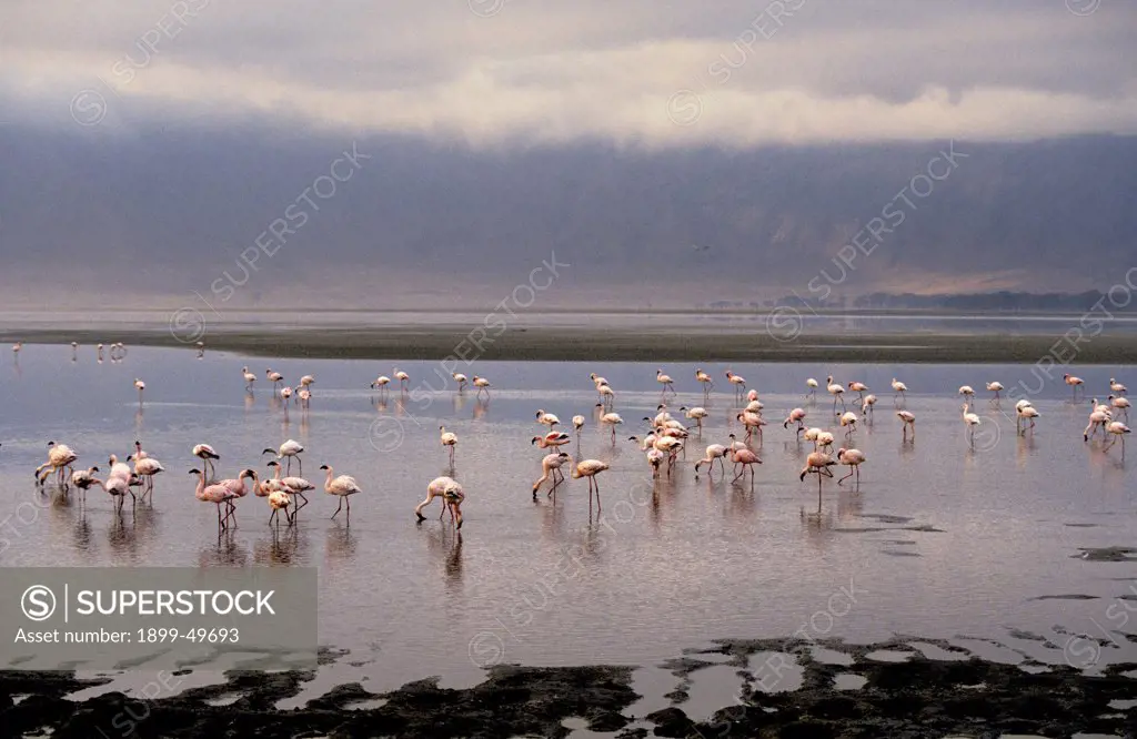 Alkaline Ngorongoro Crater lake populated by lesser flamingos. Phoenicopterus minor. Ngorongoro Conservation Area, Ngorongoro Crater, Tanzania, East Africa.
