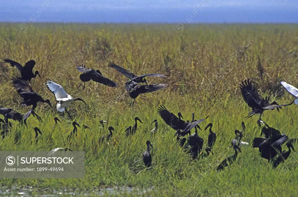 Mixed flock of marsh birds, open-billed storks and sacred ibis. Anastomus lamelligerus, Threskiornis aethiopicus. Tarangire National Park, Tanzania, East Africa.