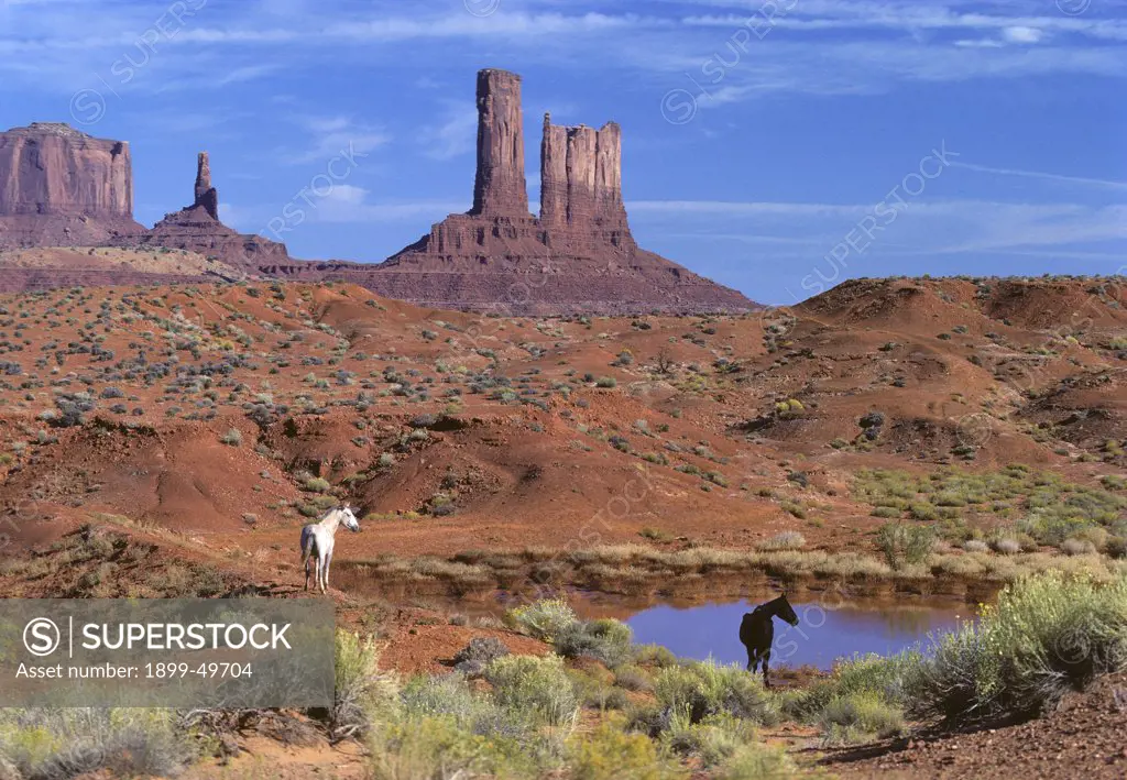 Two horses at a water hole in Monument Valley. Equus caballus. Monument Valley straddles the Arizona-Utah border. Monument Valley Navajo Tribal Park, Arizona and Utah, USA.