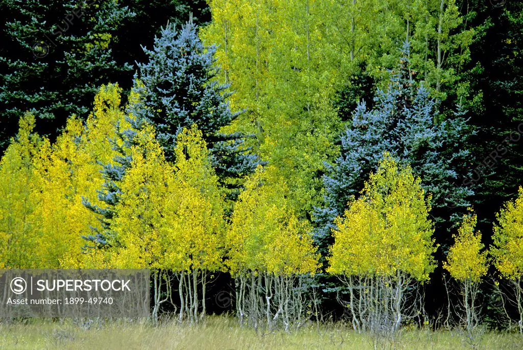 Grove of quaking aspens in autumn color with blue spruce and fir trees. Populus tremuloides. Spruce: Picea pungens. Shows deer browse line. Kaibab Plateau, Grand Canyon National Park, Arizona, USA.
