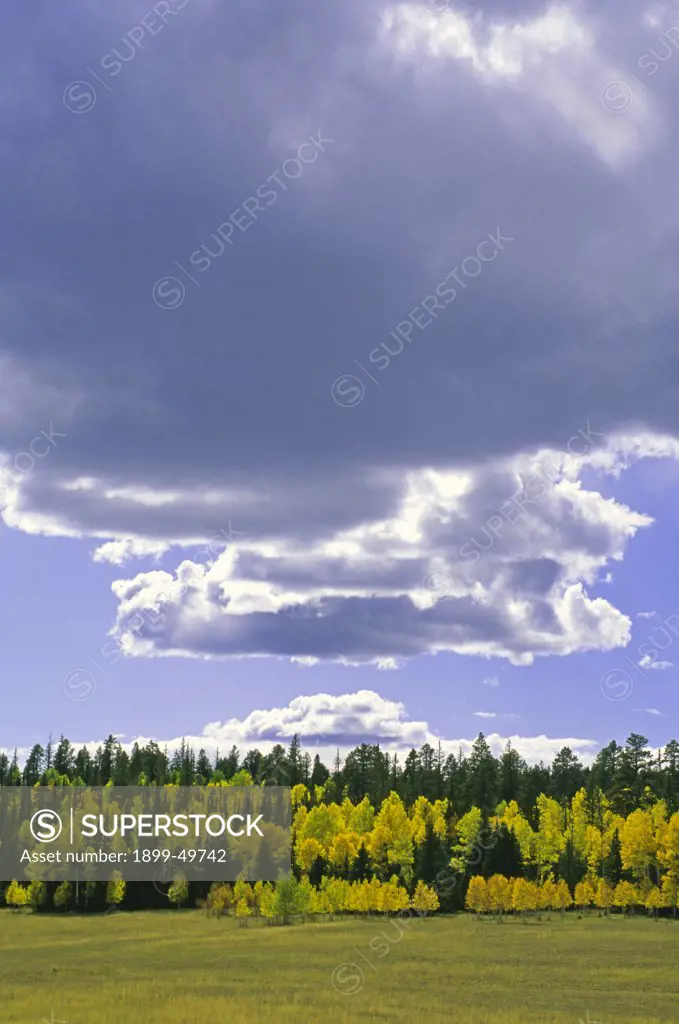 Autumn skyscape with subalpine meadow bordered by a forest of spruce, fir, and quaking aspen trees. Populus tremuloides. Kaibab Plateau, Grand Canyon National Park, Arizona, USA.