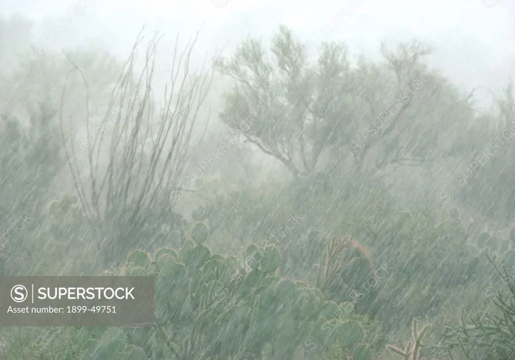 Sonoran Desert downpour during summer monsoon season.  Plants shown in this photo include ocotillo, barrel cactus, foothill paloverde, prickly pear (Opuntia phaeacantha), jojoba, and staghorn cholla.  Tucson Mountains, Tucson, Arizona, USA.