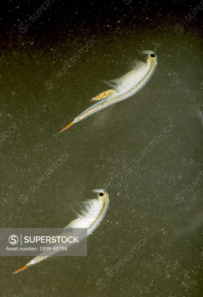 Two adult female fairy shrimp with eggs in an ephemeral desert pool. Species unidentified. Sonoran Desert, near Robles Junction, Arizona, USA. Photographed under controlled conditions