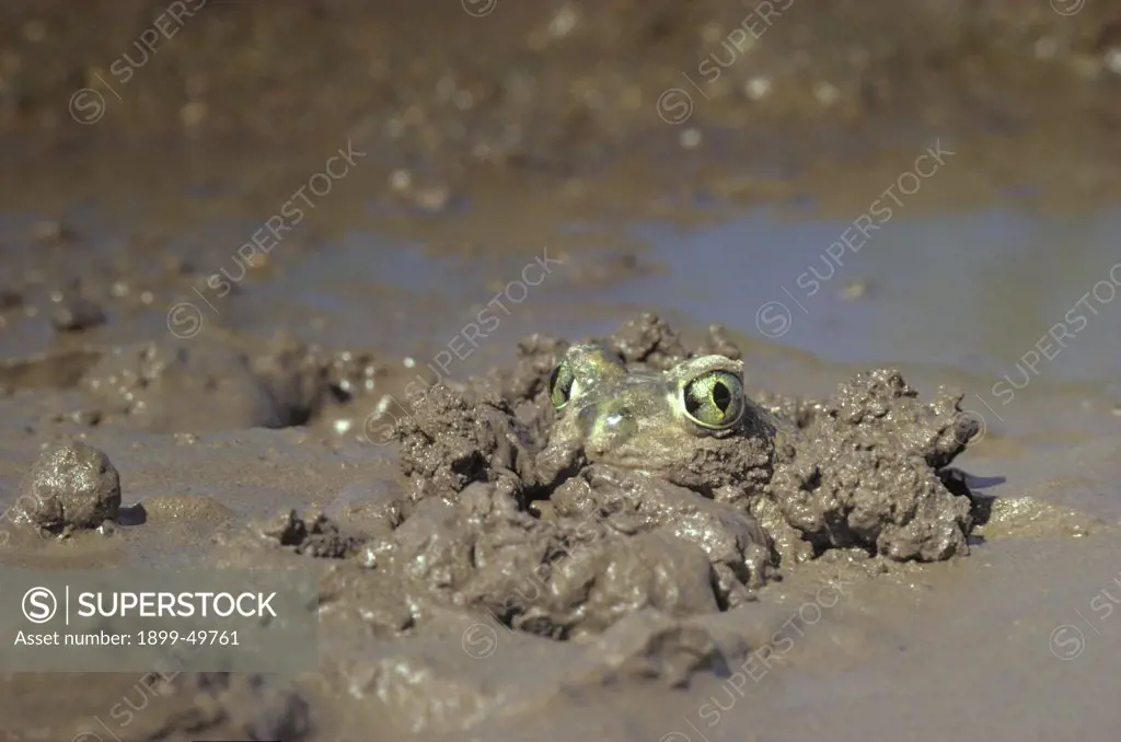 Adult Couch's spadefoot toad burying itself the morning after a heavy summer monsoon rain. Scaphiopus couchii. Sonoran Desert, Tucson, Arizona, USA. Photographed under controlled conditions