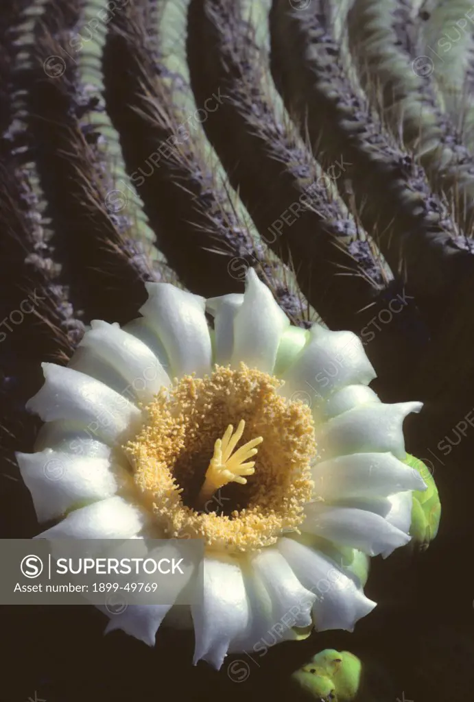 Saguaro cactus blossom in the Sonoran Desert in the month of May. Carnegiea gigantea. Synonym: Cereus giganteus. Saguaro National Park, Tucson, Arizona, USA.