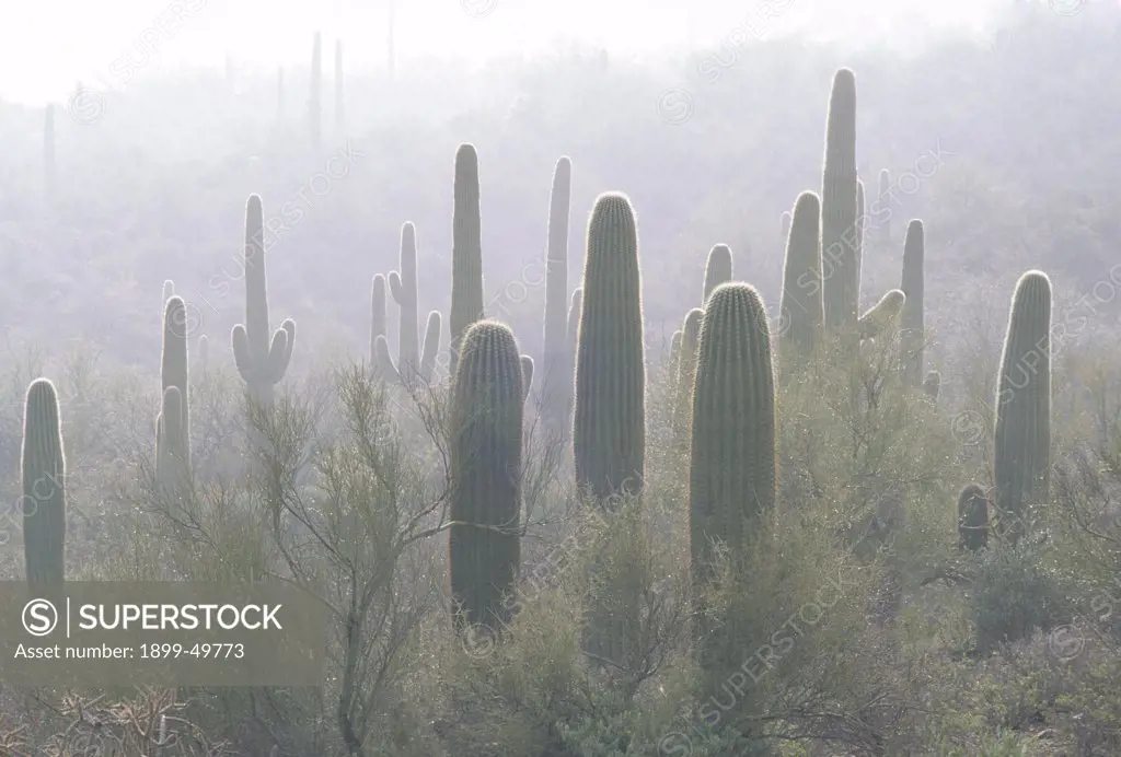 Stand of young saguaro cacti on a rare, foggy morning in the Sonoran Desert. Cereus giganteus, also known as Carnegia gigantea. Tucson Mountains, Arizona, USA.
