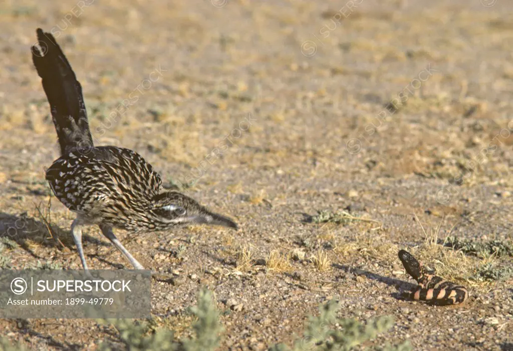 Curious greater roadrunner investigating a hatchling Gila monster. Geococcyx californianus; Heloderma suspectum. The roadrunner taunted this venomous reptile but did not grab, kill, and eat it as they sometimes do with small rattlesnakes. Sonoran Desert, Tucson Mountains, Tucson, Arizona, USA. Photographed under controlled conditions