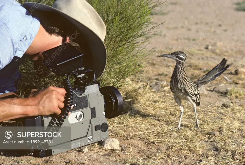 Hand-raised greater roadrunner investigates Neil Rettig's motion picture camera during the production of a BBC wildlife film documentary. Geococcyx californianus. Sonoran Desert, Tucson Mountains, Tucson, Arizona, USA. Photographed under controlled conditions