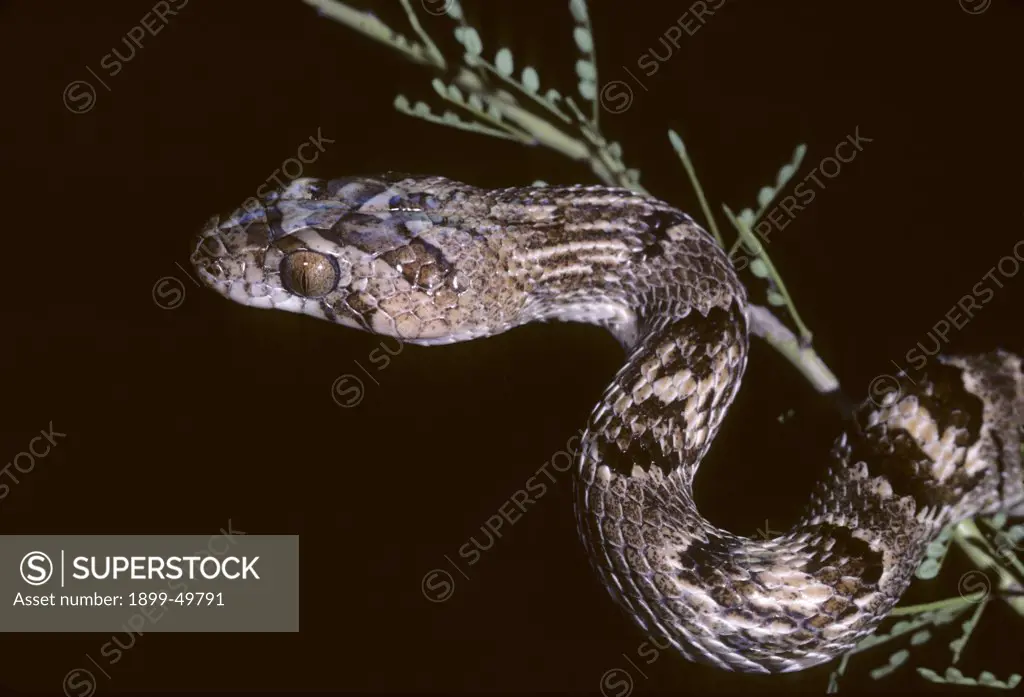 Western lyre snake climbing a foothill palo verde tree at night. Trimorphodon biscutatus biscutatus. This secretive, nocturnal, cat-eyed species is rear-fanged and mildly venomous. Native to the western United States and northern Mexico. Sonoran Desert, Tucson Mountains, Tucson, Arizona, USA.