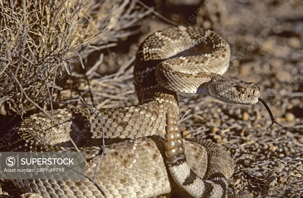 Western diamonback rattlesnake in defensive coil, sensing with tongue. Crotalus atrox. A venomous species native to the United States and Mexico. Sonoran Desert, Tucson Mountains, Tucson, Arizona, USA.