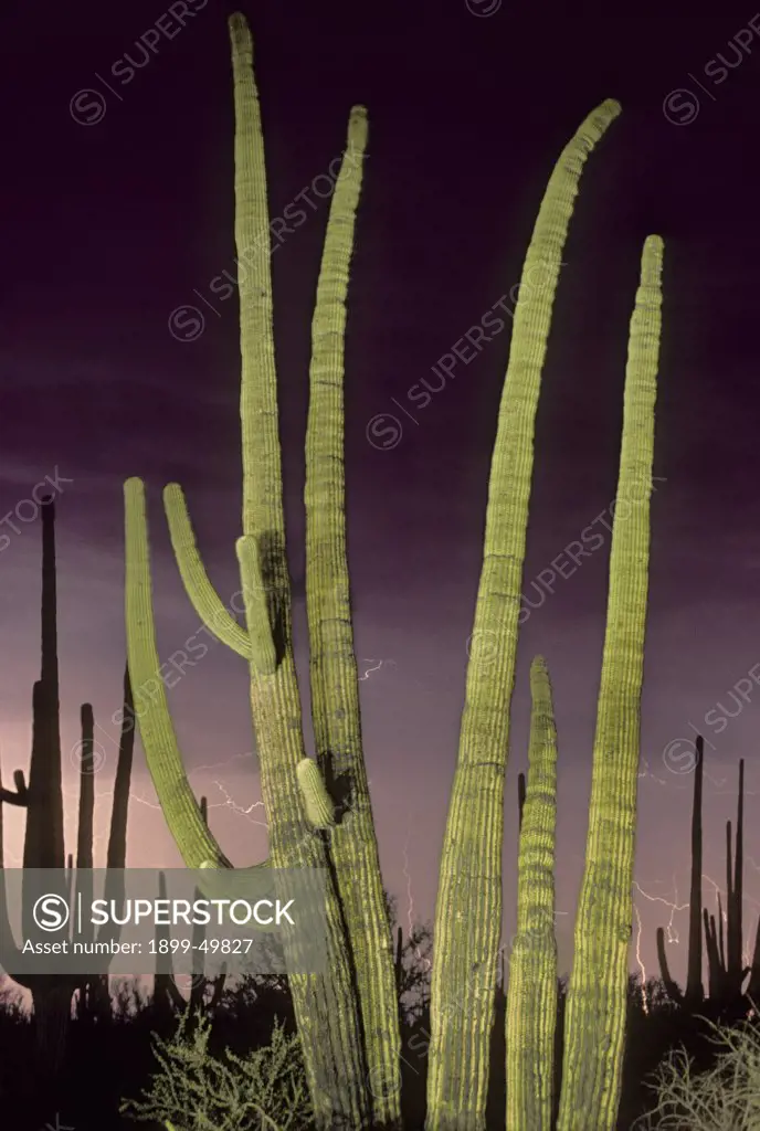 Summer monsoon season in the Sonoran Desert, with saguaro cacti and lightning. Carnegiea gigantea. Synonym: Cereus giganteus.  Saguaro National Park, Tucson Mountains, Tucson, Arizona, USA.