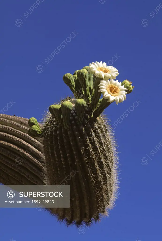 Arm of a saguaro cactus with flowers and buds. Carnegiea gigantea. Synonym: Cereus giganteus. Sonoran Desert. Saguaro National Park, Tucson, Arizona, USA.