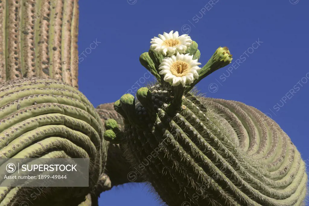 Saguaro cactus with flowers and buds. Carnegiea gigantea. Synonym: Cereus giganteus. Sonoran Desert.  Saguaro National Park, Tucson, Arizona, USA.