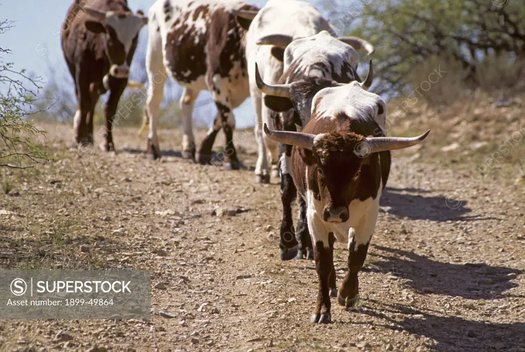 Line of registered Texas longhorn cattle. Bos taurus. Synonyms include Bos primigenius taurus, Bos primigenius indicus, Bos primigenius primigenius. Cattle owned by Dan Bates, Cobra Ranch, Agro Land and Cattle Company. Galiuro Mountains, Arizona, USA.