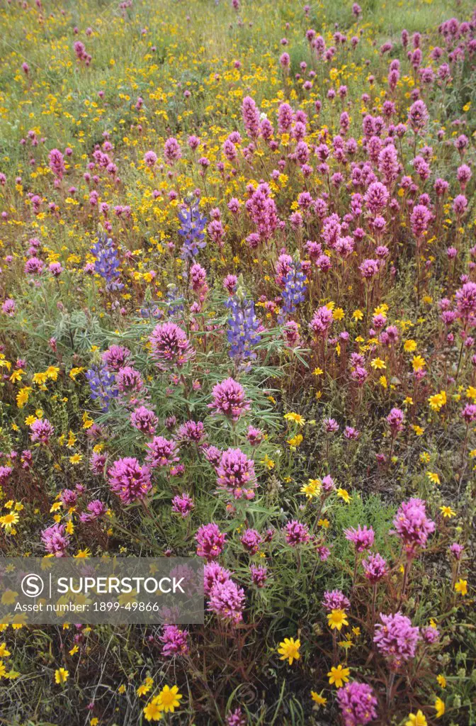 Field of spring wildflowers during an El Nino year in the Sonoran Desert, including owl clover, goldfields, and desert lupine. Owl clover: Castilleja exserta, also known as Orthocarpus purpurascens; goldfields: Lasthenia californica; lupine: Lupinus sparsiflorus. Tohono O'odham Reservation, Southern Arizona, USA.