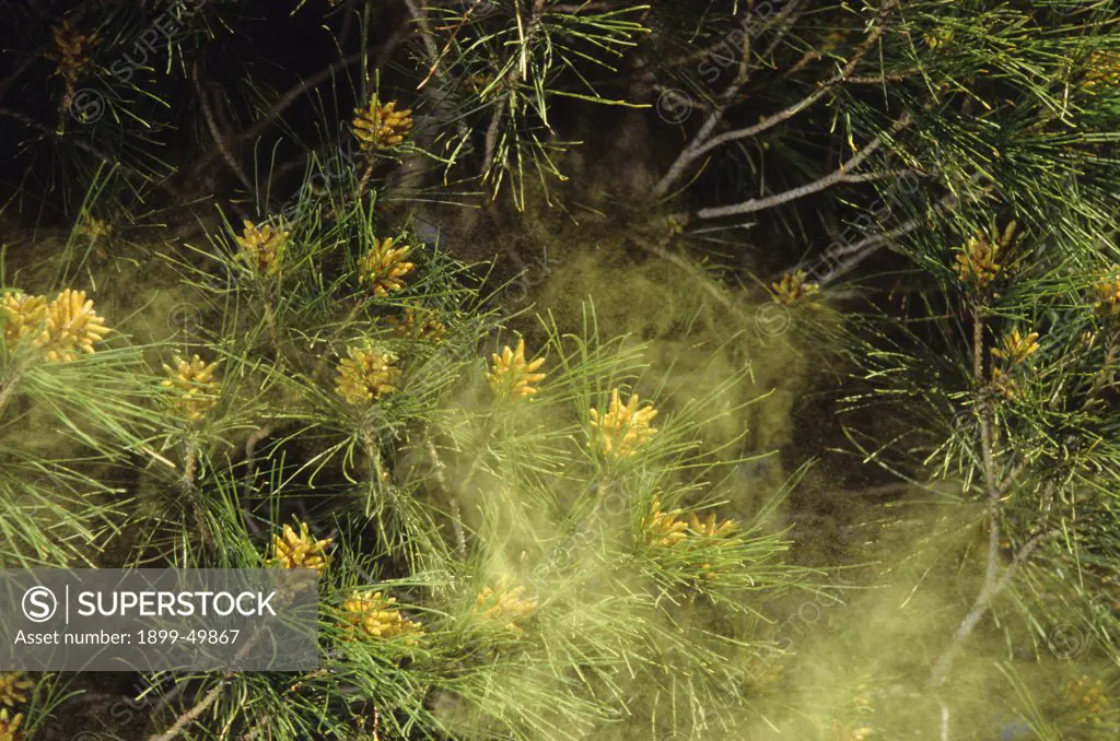 Airborne cloud of pine pollen from male pine cones. Pinus species. Bisbee, Arizona, USA.
