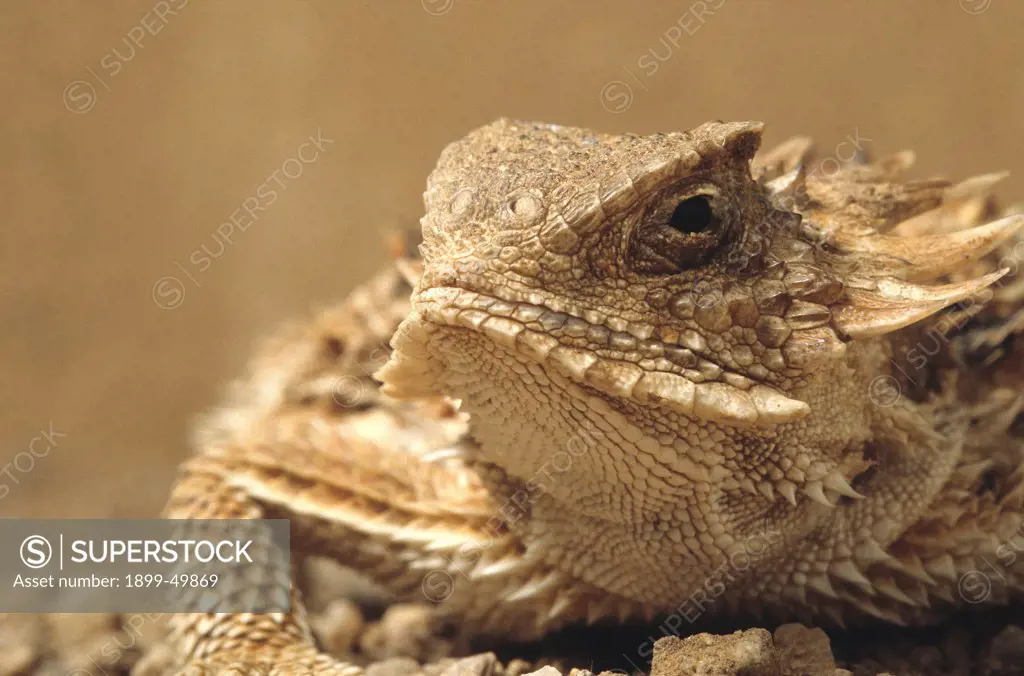 Face of a regal horned lizard. Phrynosoma solare. Sonoran Desert, Tucson Mountains, Tucson, Arizona, USA. Photographed under controlled conditions