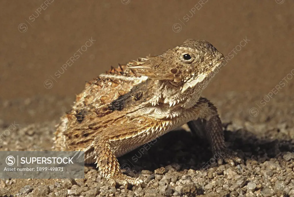 A regal horned lizard. Phrynosoma solare. Sonoran Desert, Tucson Mountains, Tucson, Arizona, USA. Photographed under controlled conditions