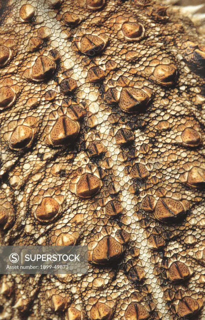 Pattern detail of the skin on back of a regal horned lizard. Phrynosoma solare. Sonoran Desert, Tucson Mountains, Tucson, Arizona, USA. Photographed under controlled conditions