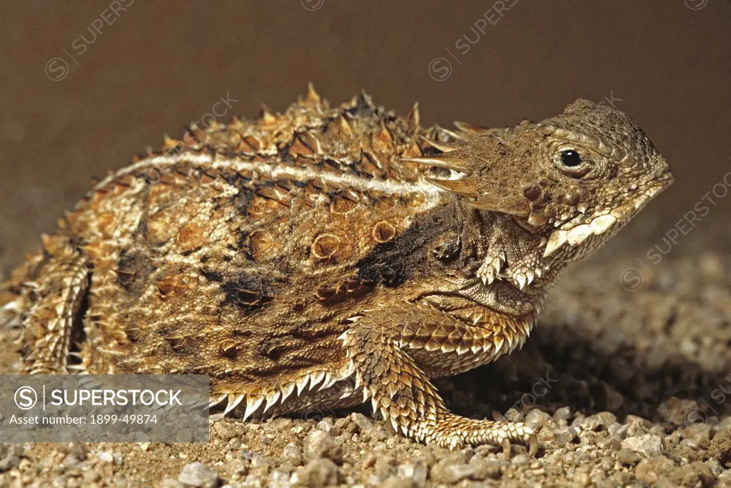 Regal horned lizard reacts defensively by inflating and tilting its body to present its broad spiny back and head when threatened by predators. Phrynosoma solare. Sonoran Desert, Tucson Mountains, Tucson, Arizona, USA. Photographed under controlled conditions