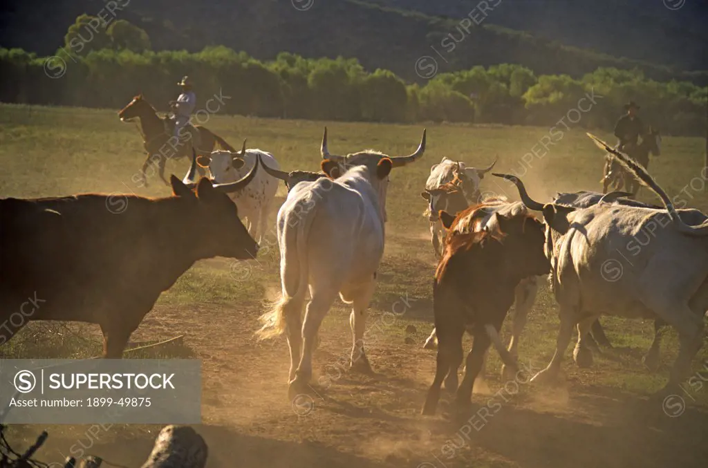 Texas longhorn cattle roundup on Cobra Ranch. Bos taurus. Synonyms include Bos primigenius taurus, Bos primigenius indicus, Bos primigenius primigenius. Registered Texas longhorn cattle owned by Dan Bates, Cobra Ranch. Klondyke, Arizona, USA. October 1993