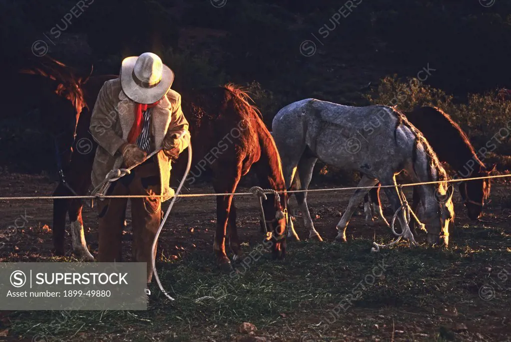 Dan Bates tying horse to picket line, a remuda, at cowboy camp. Equus caballus. Cattle drive organized by Dan Bates, Cobra Ranch, Agro Land and Cattle Company. Galiuro Mountains, Arizona, USA (October 1993).
