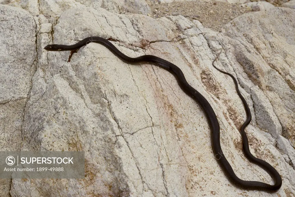 Black Sonoran coachwhip snake basking on a boulder. Masticophis flagellum cingulum. Sonoran Desert Tucson Mountains, Arizona, USA.