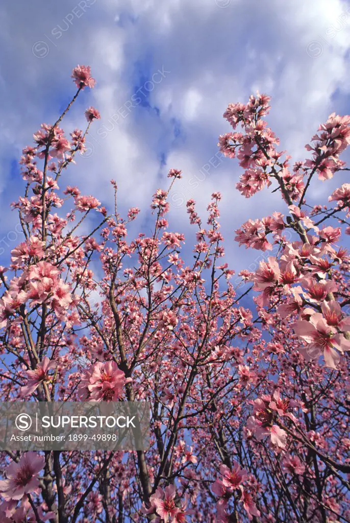 Showy spring bloom of a pink-flowered almond tree, a member of the rose family. Prunus dulcis. Synonym: Prunus amygdalus. Native to western Asia, Barbary, and Morocco. Arivaca, Arizona, USA.