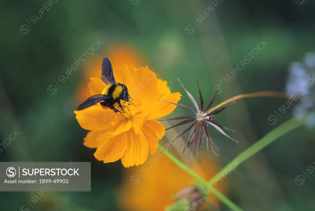 Bumblebee feeding on Cosmos flower. Cosmos sulphureus. Bumblebee: Bombus species.  Garden in Amado, Arizona, USA.