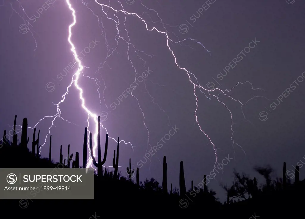 Powerful cloud-to-ground lightning strike in the Sonoran Desert silhouettes a ridge studded with saguaro cacti in the Tucson Mountains.  Tucson, Arizona, USA.