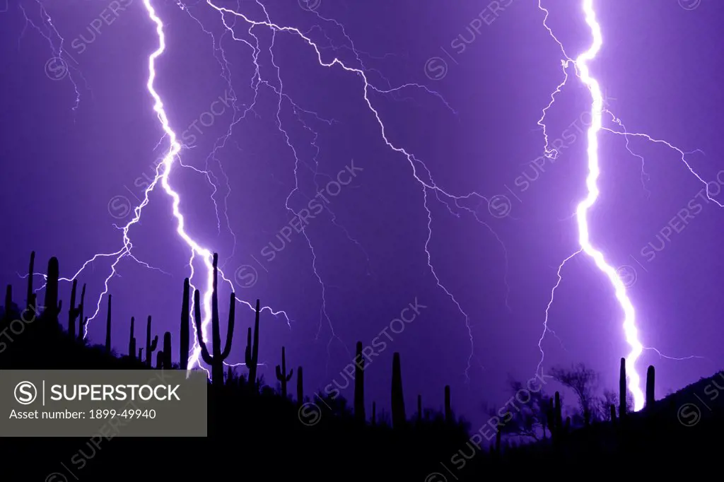 Dramatic cloud-to-ground lightning strikes illuminating a ridge studded with saguaro cacti in the Sonoran Desert.  Tucson Mountains, Tucson, Arizona, USA. Multiple Exposure