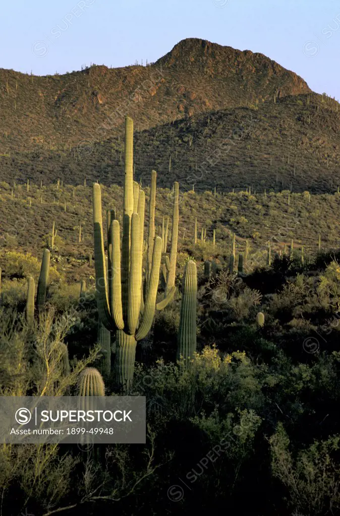 Sonoran Desert scenic with a giant saguaro cactus in Sweetwater Preserve, a 700-acre county park created in 2004. Carnegiea gigantea. Synonym: Cereus giganteus. Tucson Mountains, Pima County, Arizona, USA.