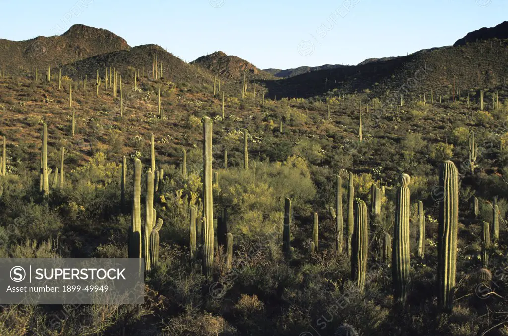 A dense stand of saguaro cacti in Sweetwater Preserve, a 700-acre county park created in 2004. Carnegiea gigantea. Synonym: Cereus giganteus. Sonoran Desert, Tucson Mountains, Pima County, Arizona, USA.