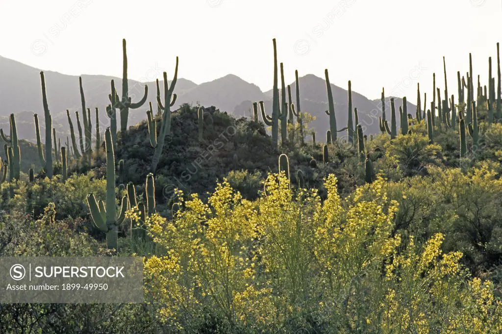 Springtime in Sweetwater Preserve, a 700-acre county park created in 2004, with blooming foothill palo verde trees and saguaro cactus in background. Cercidium microphyllum. Saguaro: Carnegiea gigantea. Synonym: Cereus giganteus. Sonoran Desert, Tucson Mountains, Pima County, Arizona, USA.