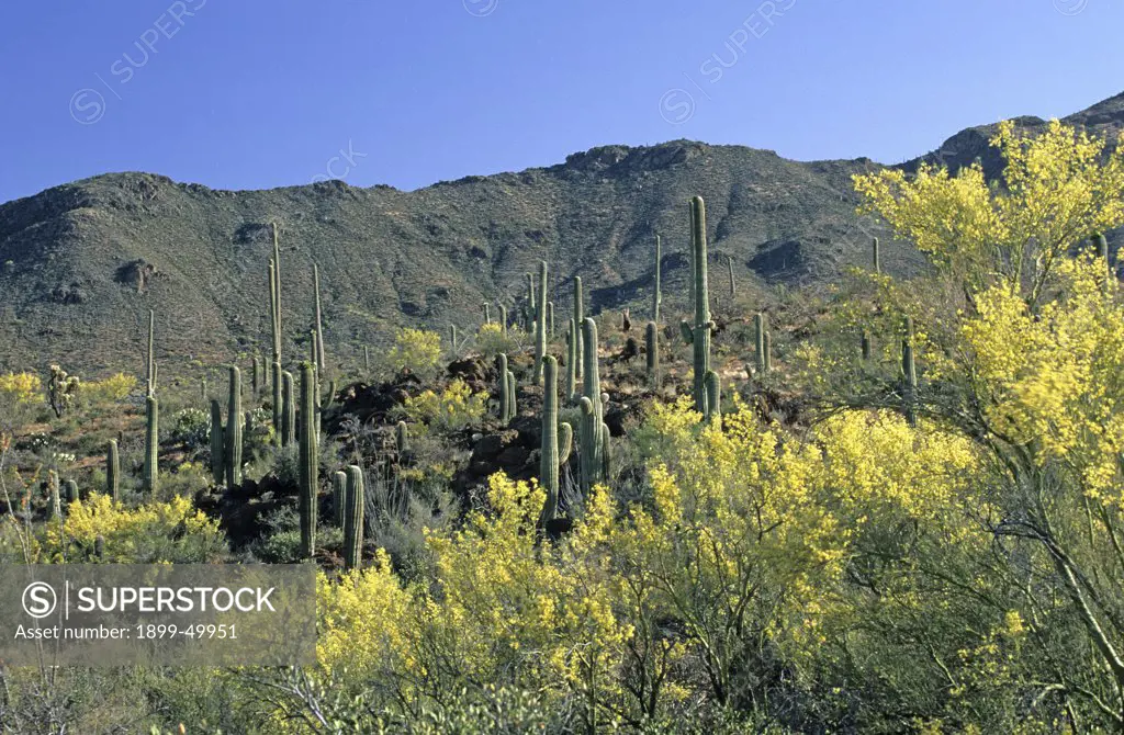 Springtime in Sweetwater Preserve, a 700-acre county park created in 2004, with blooming foothill palo verde trees and saguaro cactus in background. Cercidium microphyllum. Saguaro: Carnegiea gigantea. Synonym: Cereus giganteus.  Sonoran Desert, Tucson Mountains, Pima County, Arizona, USA.