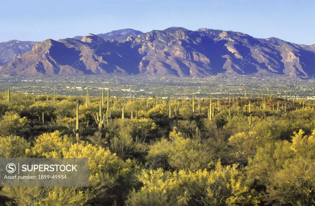 Springtime in Sweetwater Preserve, a 700-acre county park created in 2004, featuring blooming foothill palo verde trees and saguaro cactus. City of Tucson and the Santa Catalina Mountains in background. Cercidium microphyllum. Saguaro: Carnegiea gigantea. Synonym: Cereus giganteus. Sonoran Desert, Tucson Mountains, Pima County, Arizona, USA.