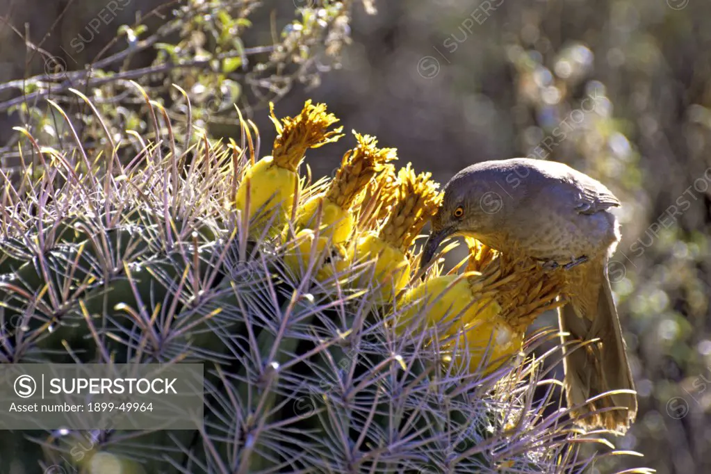 Curve-billed thrasher eating fruit of a fishhook barrel cactus. Toxostoma curvirostre. Cactus: Ferocactus wislizenii. Sonoran Desert. Tucson Mountains, Tucson, Arizona, USA.