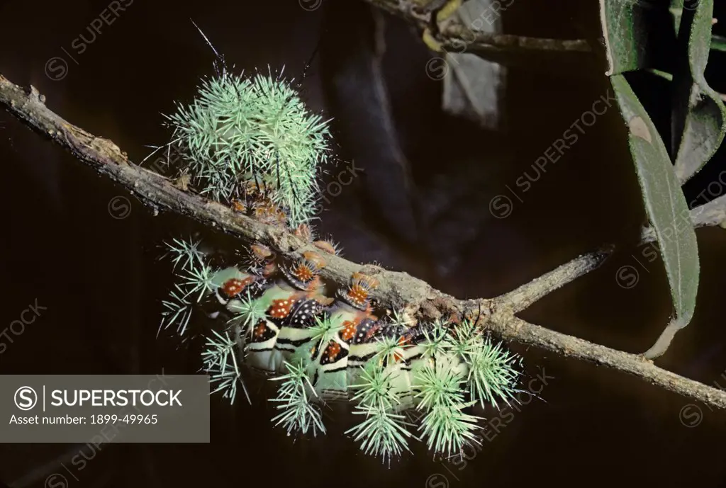 Automeris Io moth caterpillar bristling with stinging hairs, seen here on silverleaf oak. Automeris pamina, Quercus hypoleucoides. South Fork of Cave Creek Canyon, Chiricahua Mountains, southeastern Arizona, USA.