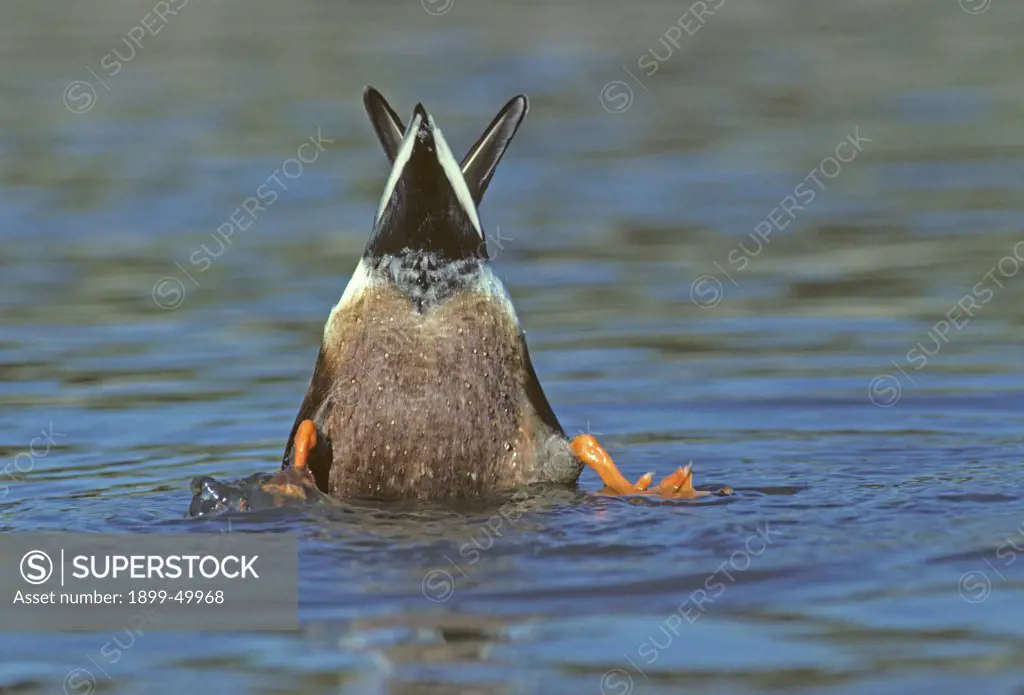 Dabbler duck, bottom-feeding, dabbling for food. Species unidentified. Pond in Tucson, Arizona, USA.
