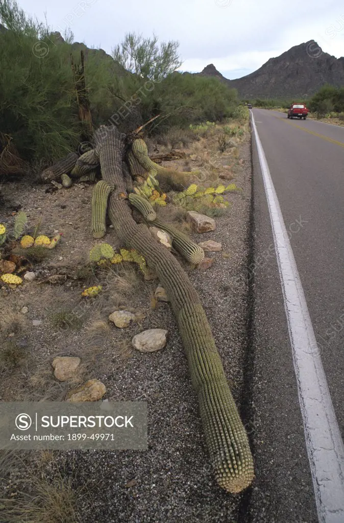 Fallen saguaro cactus that was struck by lightning the day before during a summer monsoon storm. Carnegiea gigantea. Synonym: Cereus giganteus.  Sonoran Desert, Tucson Mountain Park, Tucson, Arizona, USA.